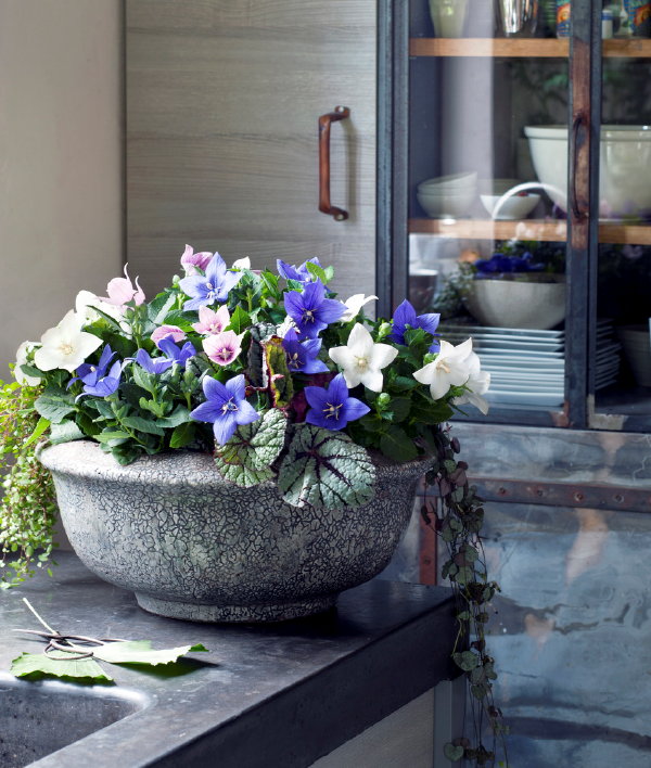 Binnenstebuiten-Planten, Woonplanten van de Maand Mei 2017: Calla, Campanula, Celosia, Ballonklokje (Platycodon) en Potlelie – Planten Voor Binnen in de Keuken. (Foto Mooiwatplantendoen.nl  op DroomHome.nl)