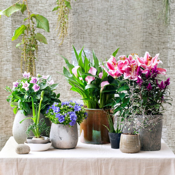 Binnenstebuiten-Planten, Woonplanten van de Maand Mei 2017: Calla, Campanula, Celosia, Ballonklokje (Platycodon) en Potlelie met Plantenverzorging Tips. (Foto Mooiwatplantendoen.nl  op DroomHome.nl)