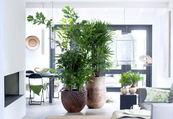 Planten Trends - Grote Planten staan Geweldig in een Modern & Strak Interieur Moderne Plantenbakken. Grote planten - Groot Effect in het Interieur. (Foto Bloemenbureau Holland op DroomHome.nl)