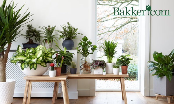 Welke Woonplanten en Kamerplanten Passen in Jouw Interieurstijl? Planten Tips Voor Bohemian Interieur, Landelijk Wonen, Minimalistische Stijl en een Industriële Inrichting LEES MEER…(FotoBakker.com  op DroomHome.nl)